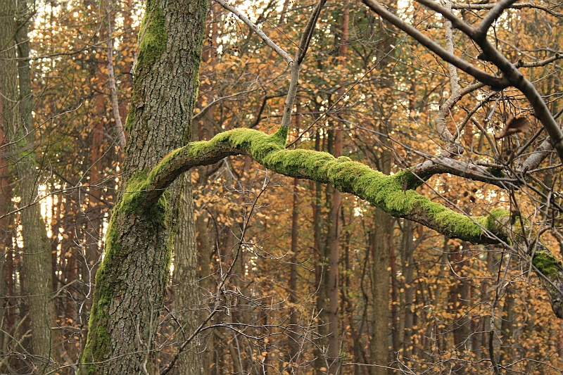 Rostoczek 11.2008 140